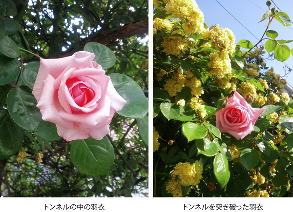 Rosaceae.jpg